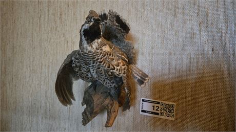 Vogelpräparat auf Holzast - ID: 12-MMW