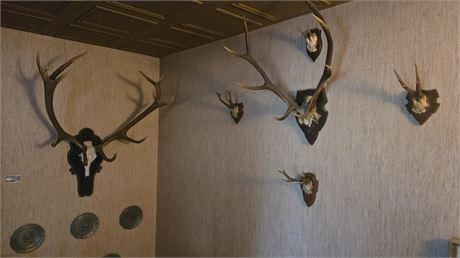 Jagdtrophäen-Gruppe - ID: 13-MMW